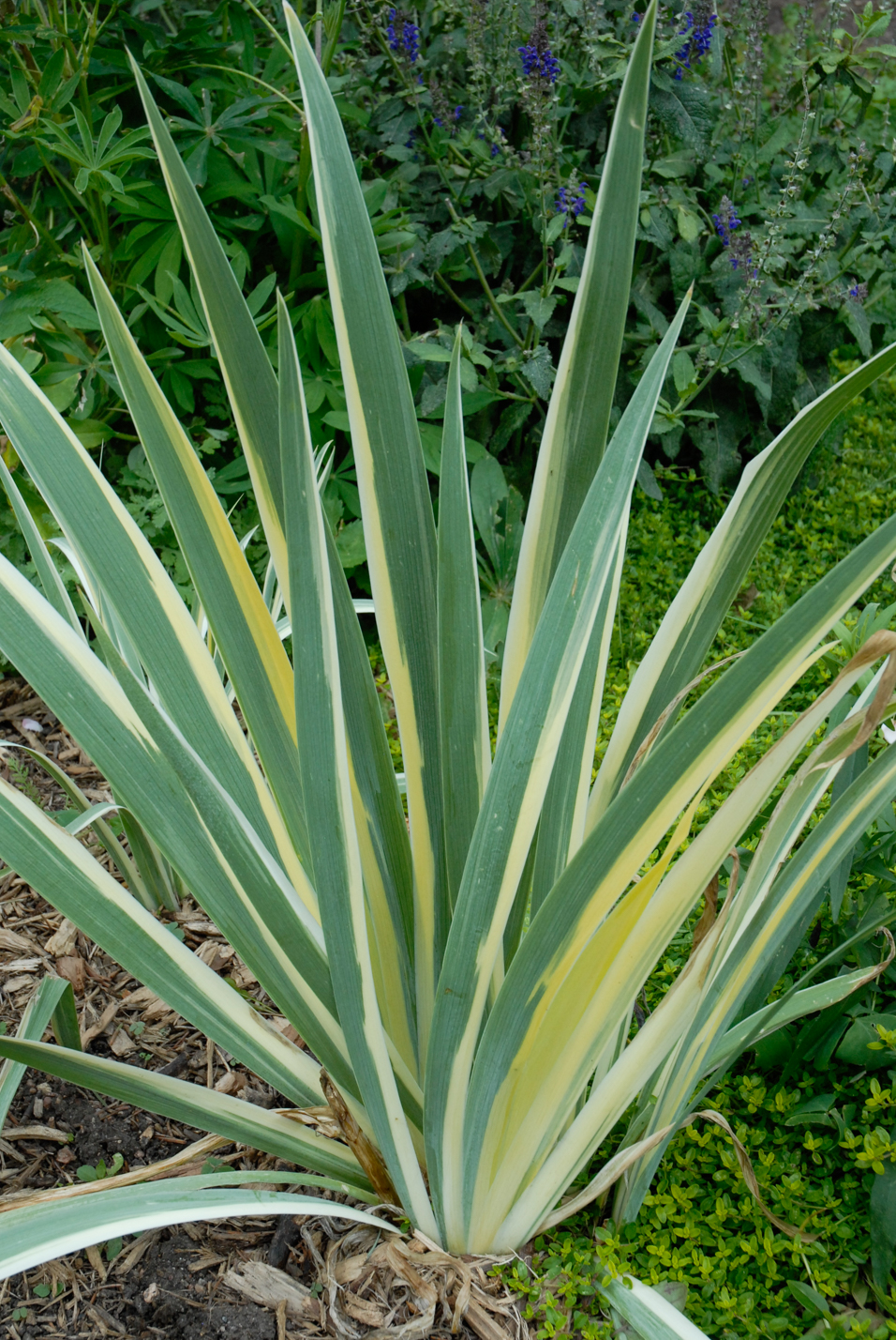 Yellow Dalmatian Iris